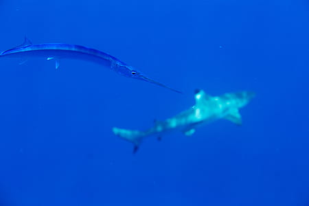 gray shark and gray sword fish thumbnail