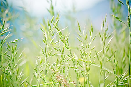 green grass thumbnail