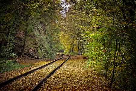 brown trail rail near forest thumbnail