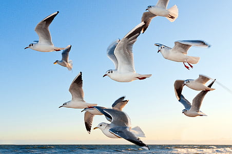 flock of white seagull flying over body of water thumbnail