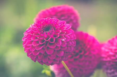 purple flowers thumbnail