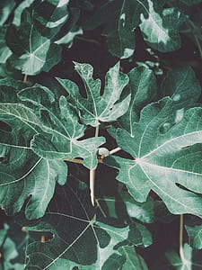 closeup photo of green leafed plant thumbnail