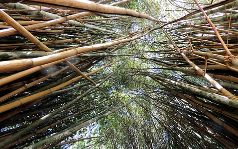 low angle photo of bamboos at daytime thumbnail