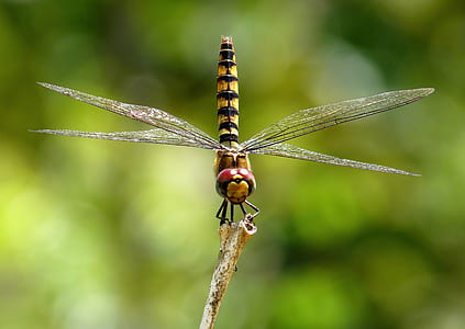 yellow and black darner dragonfly thumbnail