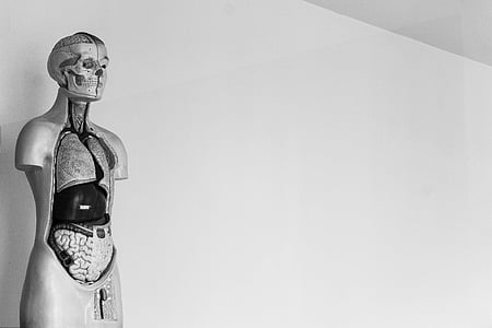 human anatomy thumbnail