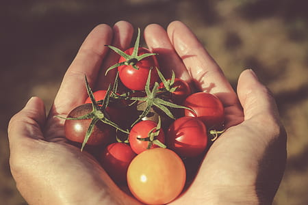filtered photography of bunch of tomatoes person's both palms thumbnail