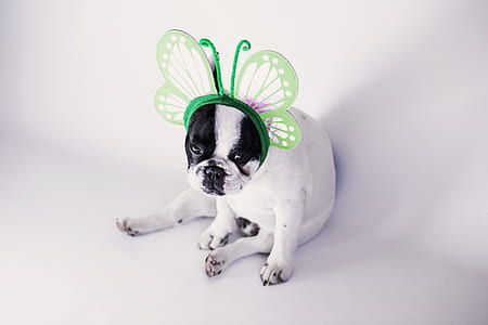 white and black French bulldog puppy sitting on white surface thumbnail