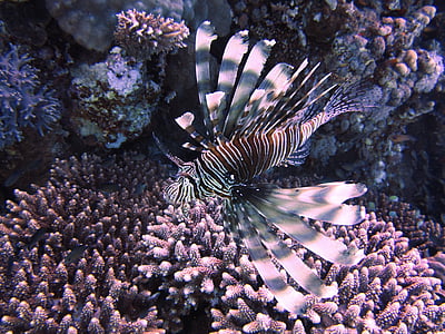 fish swims on top of coral reefs thumbnail