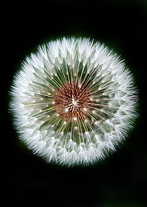 dandelion against black background thumbnail