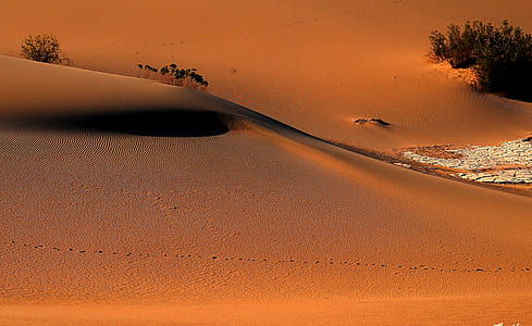 green leafed trees on sand dunes thumbnail