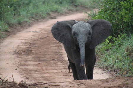 elephant walking on brown pathway during day time thumbnail