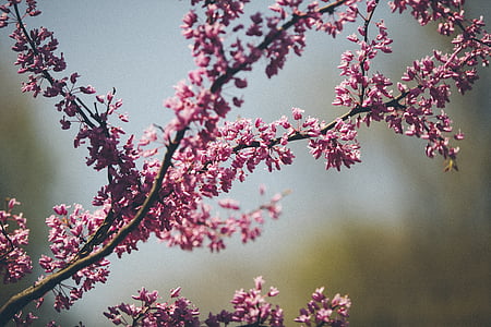 selective focus photography of pink petaled flowering tree during daytime thumbnail