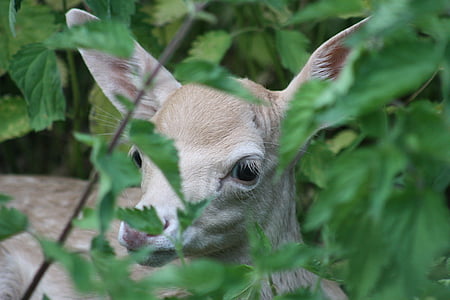 brown animal hiding on green plants thumbnail