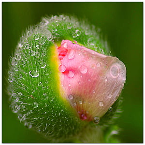 flower bud with water dew microscopic photography thumbnail