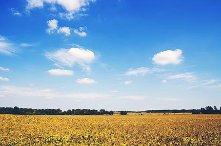 landscape photography of yellow flower field under blue sky thumbnail