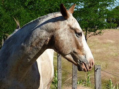 close-up photo of white horse thumbnail