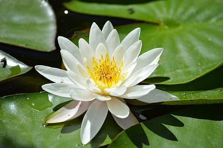 white lotus flower on body of water thumbnail