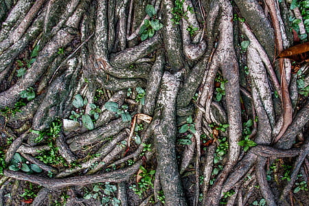 brown tree root and leaves thumbnail