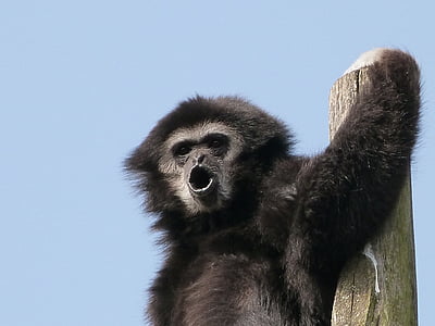 black monkey under blue sky thumbnail