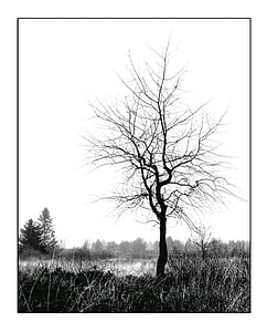 withered tree on body of water photo thumbnail