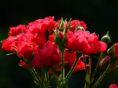 red petaled flowers thumbnail