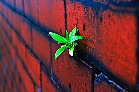 closeup of brick with sprout thumbnail