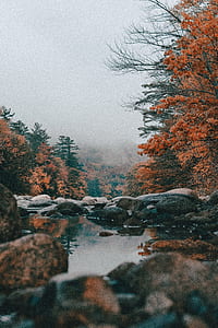 orange forest near body of water thumbnail