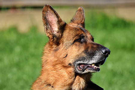 selective focus photography of tan German shepherd thumbnail