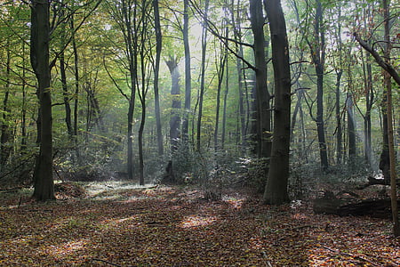 forest during daytime thumbnail