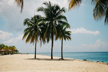 three palm tree near seashore thumbnail