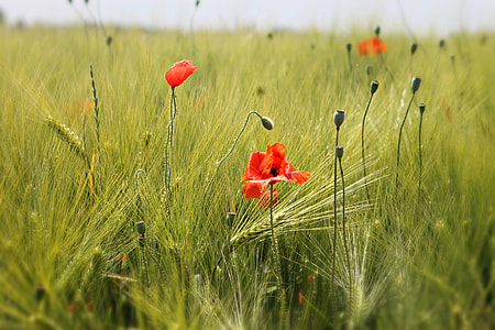 selective focus photography of red petaled flowers thumbnail