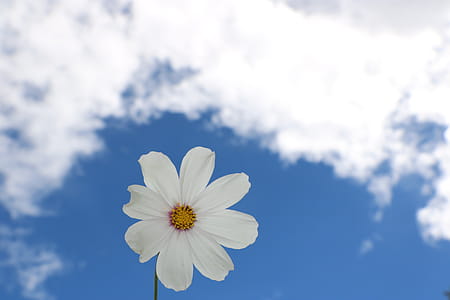 White Cosmos Flower Under White Cloud thumbnail