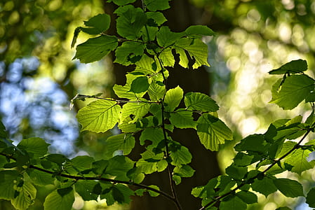 green leaf plant selective focus photography thumbnail
