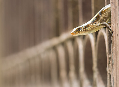 brown skink on wall thumbnail