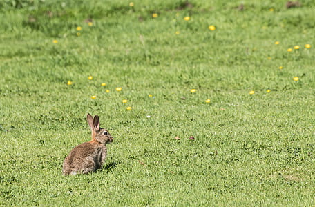 brown rabbit on green grassland thumbnail