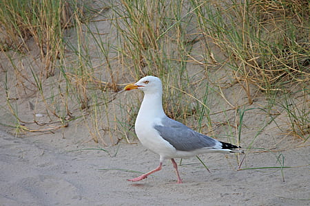 white and gray bird on gray sand thumbnail