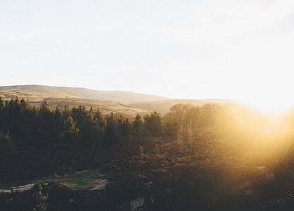 sun rays over pine trees thumbnail