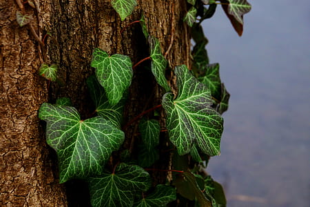 green leaves on tree trunk thumbnail