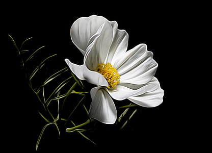 white petaled flower thumbnail
