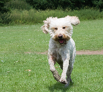 medium long-coated brown dog running on field thumbnail
