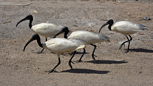 four long-beaked black-and-white birds thumbnail