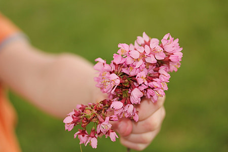 pink petaled flower in left human hand thumbnail