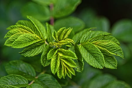 shallow focus photography of green leafed plant thumbnail