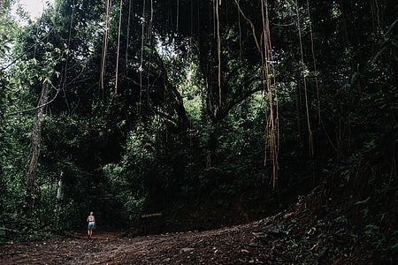 person at center of forest thumbnail