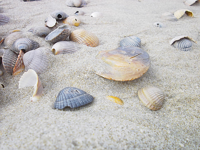 several scallop shells on sand thumbnail
