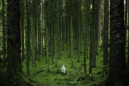 girl standing between tall trees thumbnail