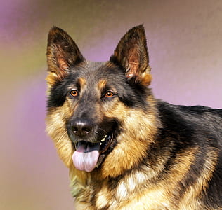 adult German Shepherd thumbnail