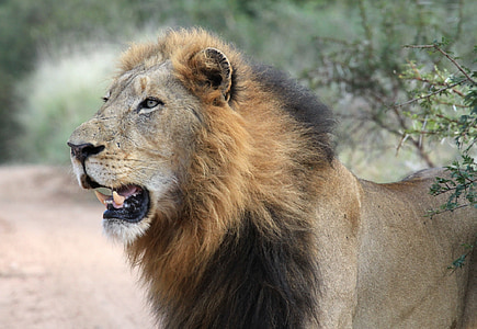 selective-focus photography of lion animal thumbnail