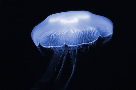 box jelly fish thumbnail