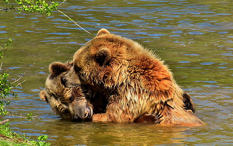 two grizzly bears playing on lake thumbnail